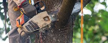 How Our Tree Care Process Works  in  Ortonville, MN