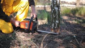 Best Commercial Tree Services  in Ortonville, MN