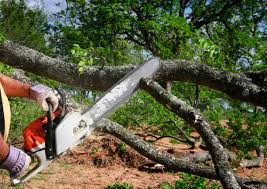 Best Palm Tree Trimming  in Ortonville, MN