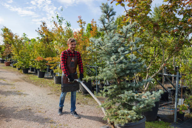 Best Lawn Grading and Leveling  in Ortonville, MN