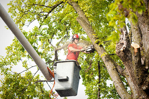 Seasonal Cleanup (Spring/Fall) in Ortonville, MN